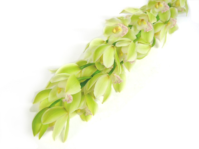 シンビジューム ミュージックボックスダンサー　L 推奨産地【予約メニュー】