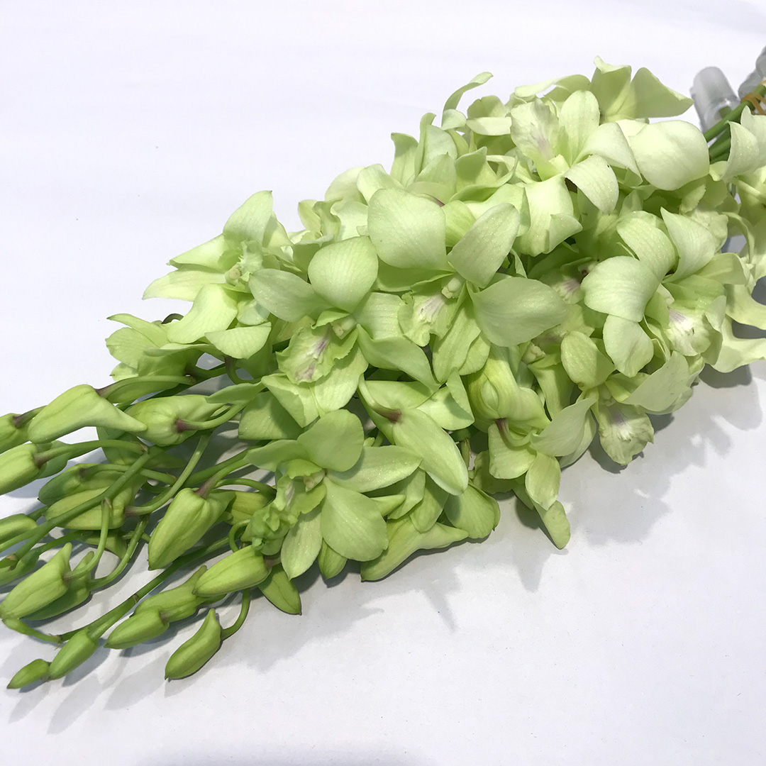 デンファレ　グリーン　L 推奨産地【予約メニュー】