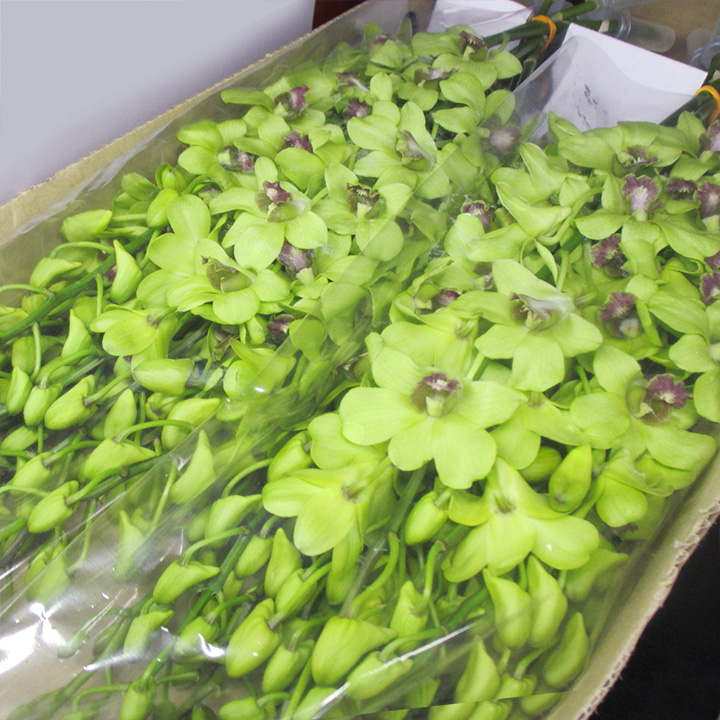 デンファレ　グリーン　L 推奨産地【予約メニュー】