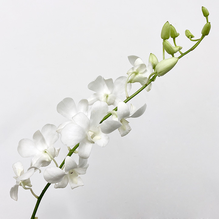 デンファレ　ホワイト　L 推奨産地【予約メニュー】