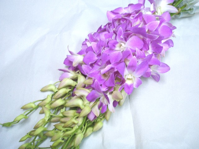 通販 デンファレ | ハナノヒmarket｜旬のお花を市場や生産者さんから スタイリング剤