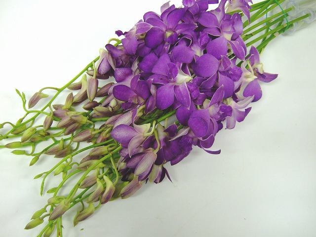 デンファレ バンコクブル－ ２Ｌ (青)