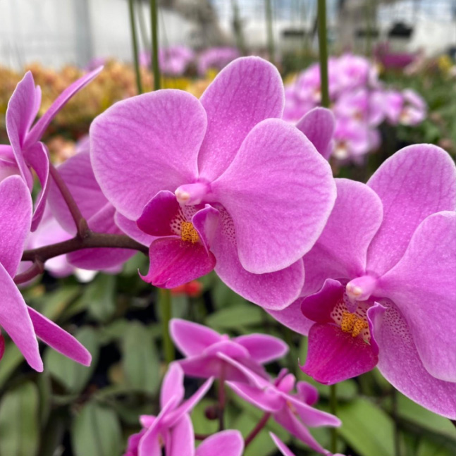 コチョウラン ウェディングプロムナート  (その他)