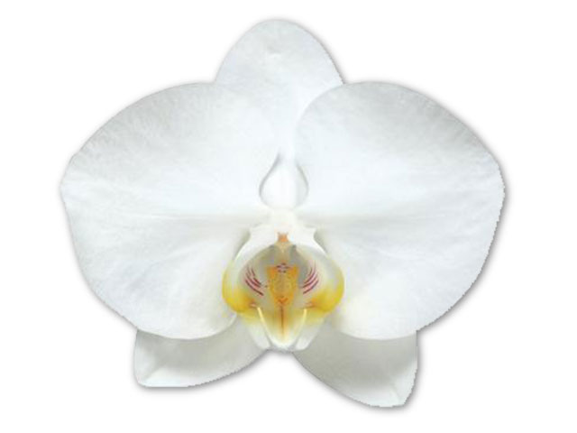 コチョウラン アマビリス  (白)