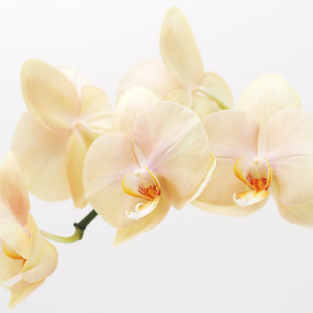 【母の日】ファレノ　ロッティプリンス