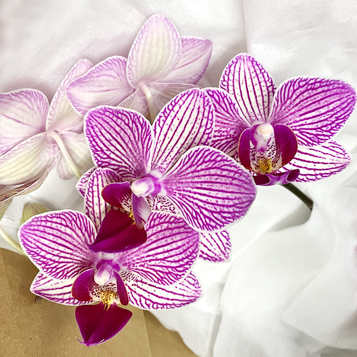 【母の日】ファレノ　ファンメイスイート