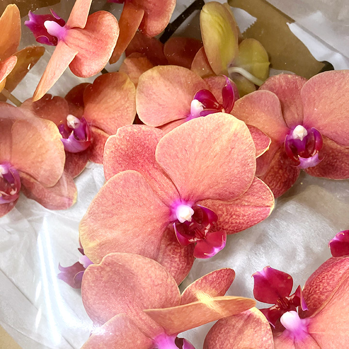 【母の日】ファレノ　サーフソング