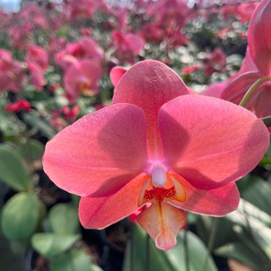 【母の日】ファレノ　グローイング