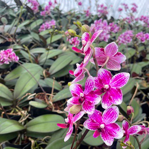 【母の日】ファレノ　ミッキー