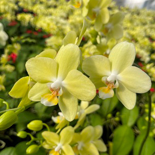 【母の日】ファレノ　リトルグリーン