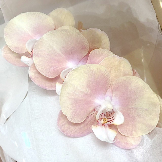 【母の日】ファレノ　ゼウス