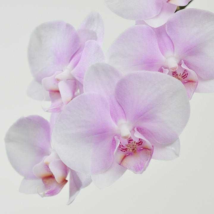 【母の日】ファレノ　ルル