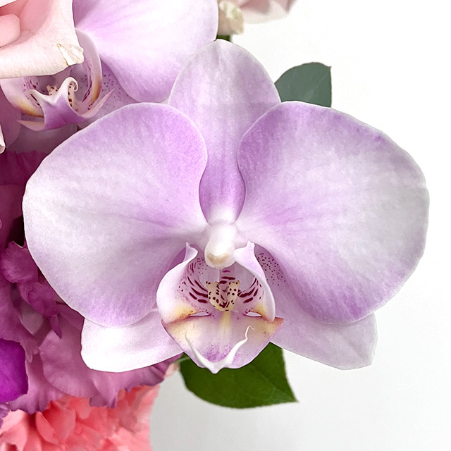 【母の日】ファレノ　ルル