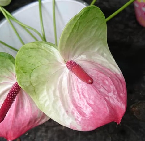 【母の日】アンスリューム　ザフィラ