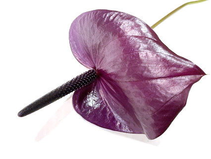 【母の日】アンスリューム　マラビリア