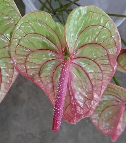 【母の日】アンスリューム　マライケ