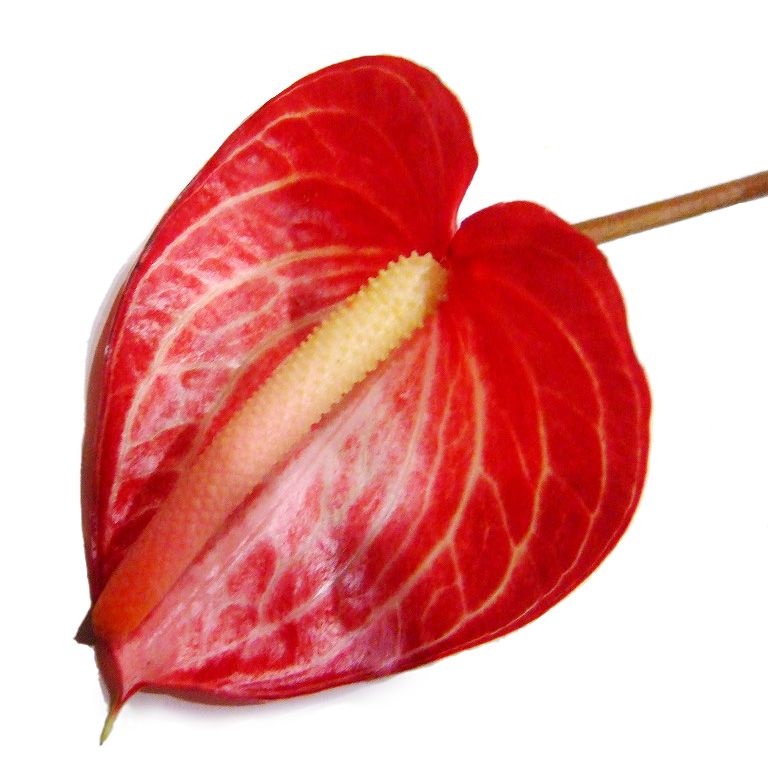 【母の日】アンスリューム　シンギタ