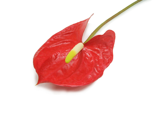 【母の日】アンスリューム　トロピカルレッド