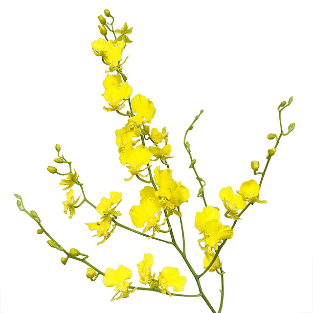 オンシジューム ハニーエンジェル　2L 推奨産地【予約メニュー】