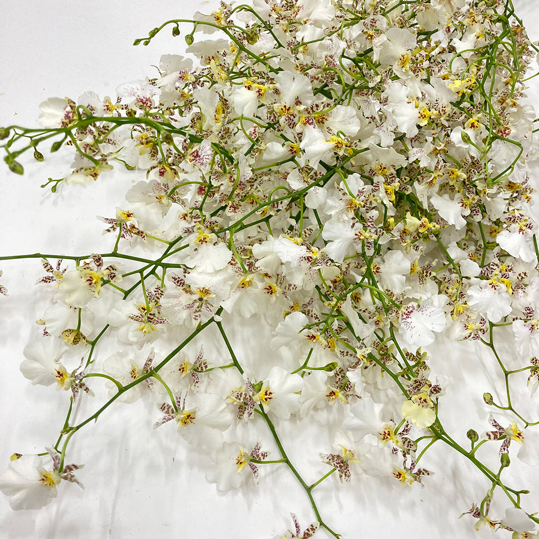 オンシジューム 白雪 2L35-50CM (白)