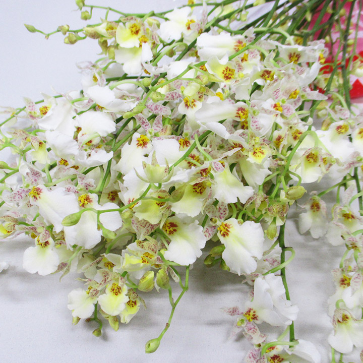 オンシジューム サマースノー 注2L (淡黄色)