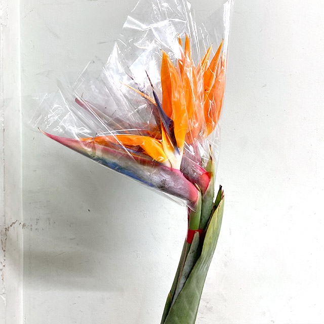 ストレチア プリンス ＡＬ (オレンジ)