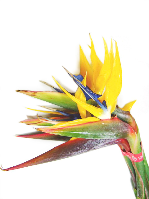 ストレチア ゴ－ルドクレスト 2L (黄色)｜東京店｜ハナノヒmarket