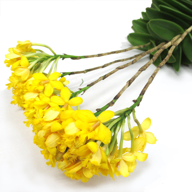 ヨウラン エピデンドラム　イエロー　L 推奨産地【予約メニュー】