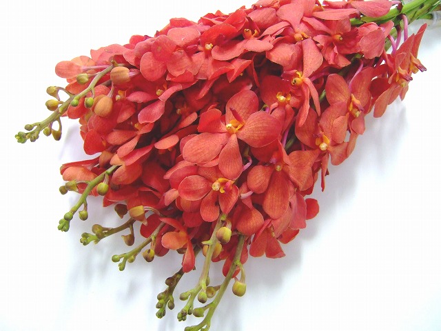 ソノタ　ヨウラン アリスタ Ｌ (赤)