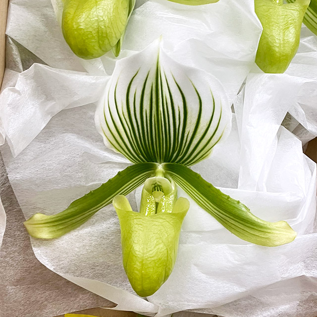 ソノタ　ヨウラン パフィオ　モーディ ｼｭｳL (緑)