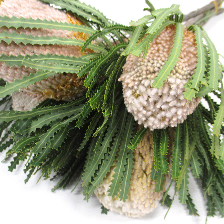 ワイルドフラワー フーケリアーナ 30CM (その他)