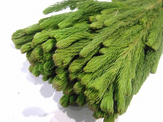 ワイルドフラワー ブルニア アルビフローラグリーン 50CM (緑)