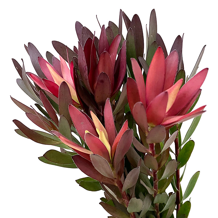 ワイルドフラワー サファリサンセット　L 推奨産地【予約メニュー】