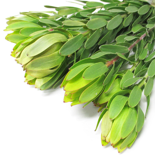 ワイルドフラワー リューカデンドロン レモンカップ 70CM (その他)