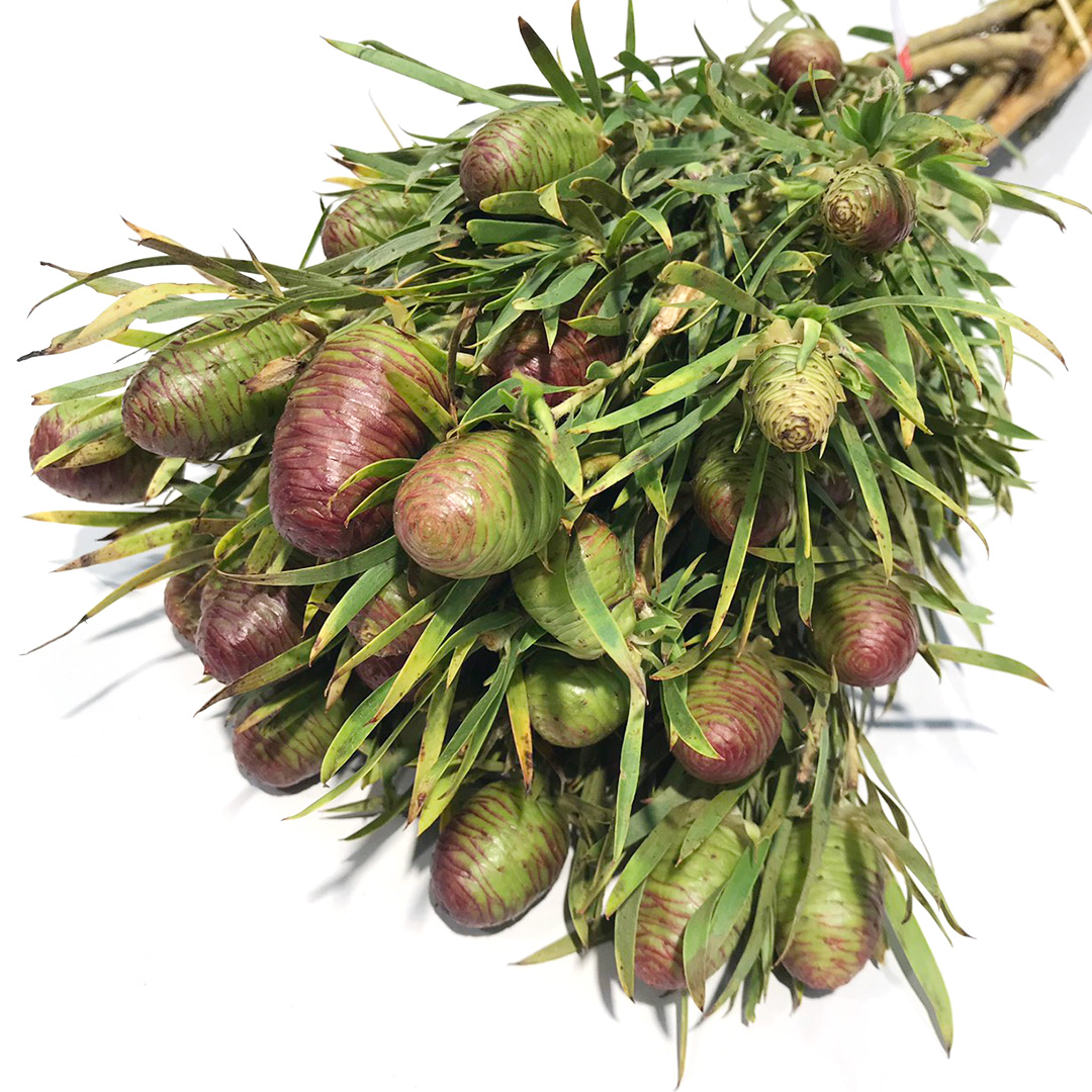 ワイルドフラワー リューカデンドロン ストリクタム 50CM (紫)