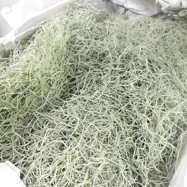 ワイルドフラワー ウスネオイデス 80CM (その他)