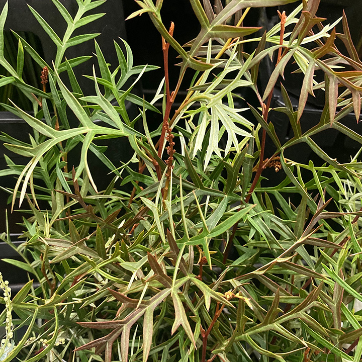 ワイルドフラワー グレビリア ブロンズランバー 60CM (その他)