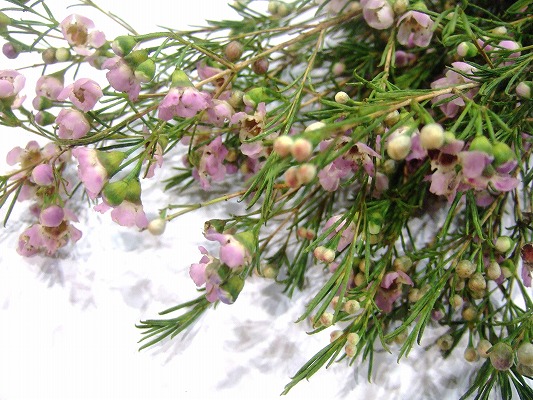 ワイルドフラワー ア－リ－ニア ﾋﾟﾝｸ55CM (ピンク)