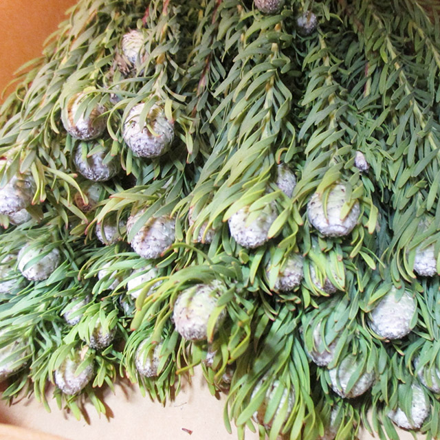 ワイルドフラワー ジェイドパールスプレー 50CM (その他)