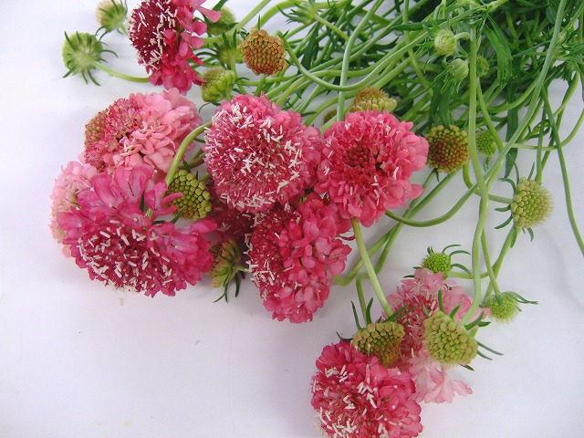 スカビオサ サ－モンクイ－ン 50CM (ピンク)