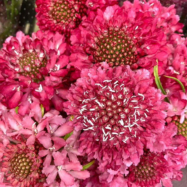 スカビオサ クイズサ－モンピンク 50ｃｍ (サーモンピンク)