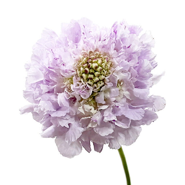 スカビオサ　ラベンダー　L 推奨産地【予約メニュー】