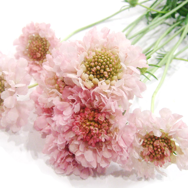 スカビオサ スカビソフトピンク 50ｃｍ (淡ピンク)