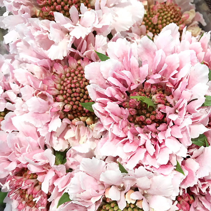 スカビオサ　ライトピンク  Ｌ 推奨産地