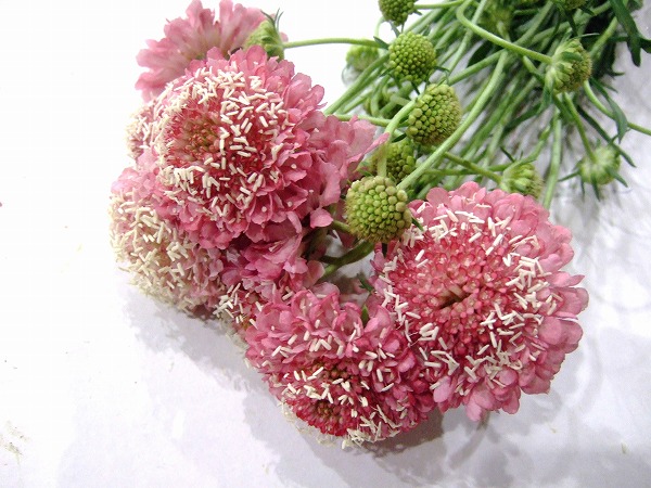 スカビオサ スカビローズピンク 50CM (ピンク)