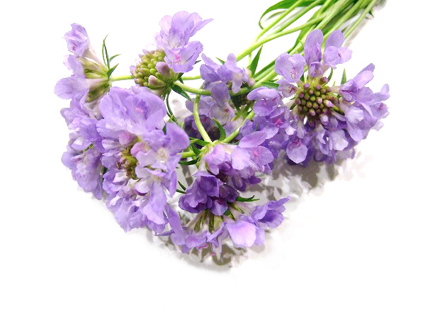 スカビオサ パープルレイン 注50CM (淡紫)