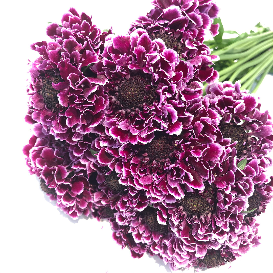 スカビオサ ルーディワイン 40-50ｃｍ (その他)