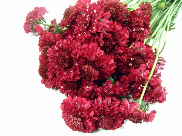 スカビオサ アツプル 40ｃｍ (赤)