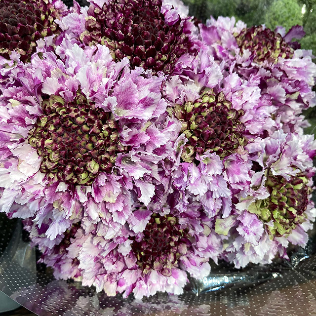 複色 | ハナノヒmarket｜旬のお花を市場や生産者さんから宅配で届く