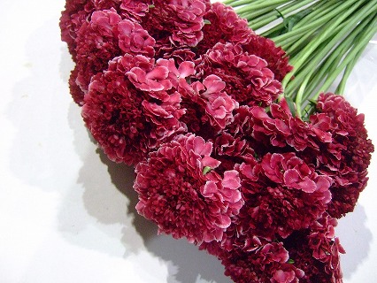 スカビオサ マシュマロスコープ ｼｭｳ50CM (濃ピンク)